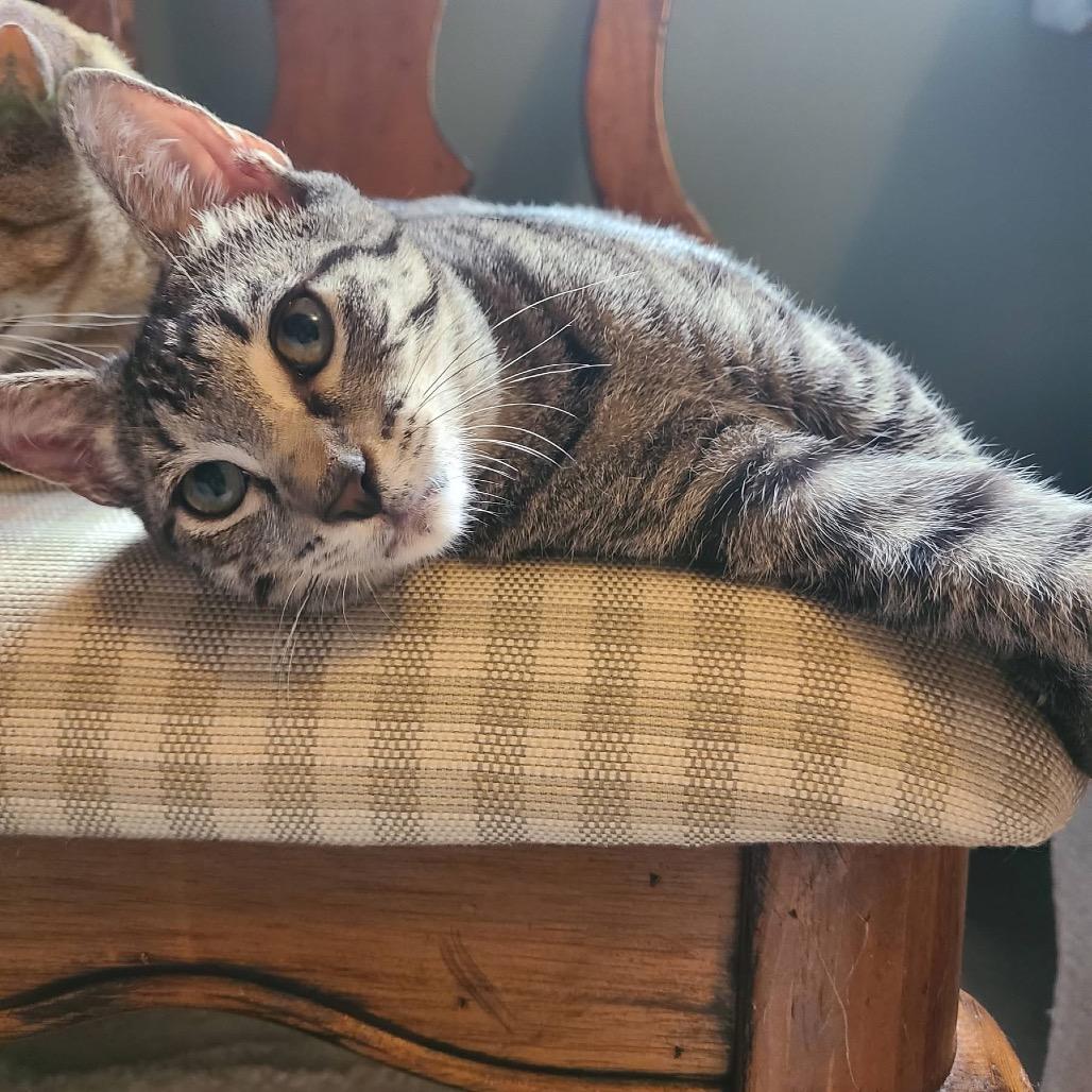 Enlarge Lupita, a Adoptable Domestic Short Hair in Fort Lauderdale, FL image 5/6