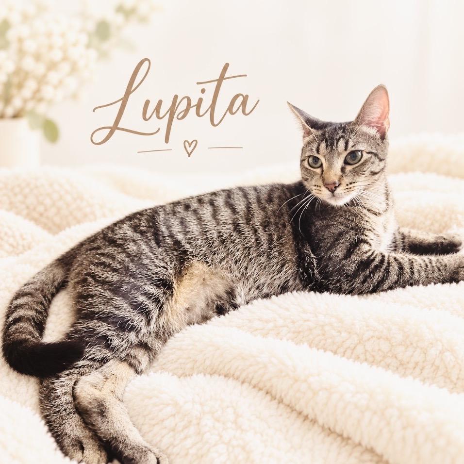 Enlarge Lupita, a Adoptable Domestic Short Hair in Fort Lauderdale, FL image 6/6