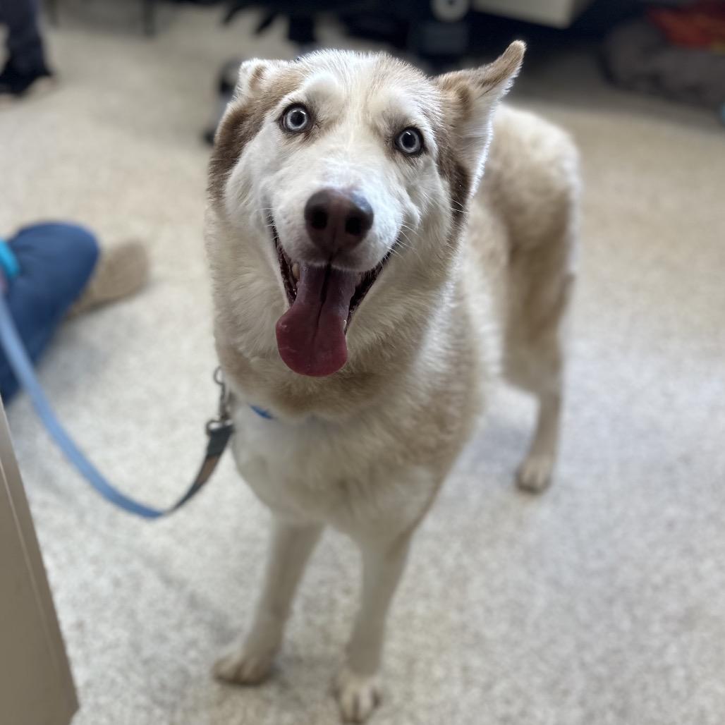 Chailey — thumbnail 2