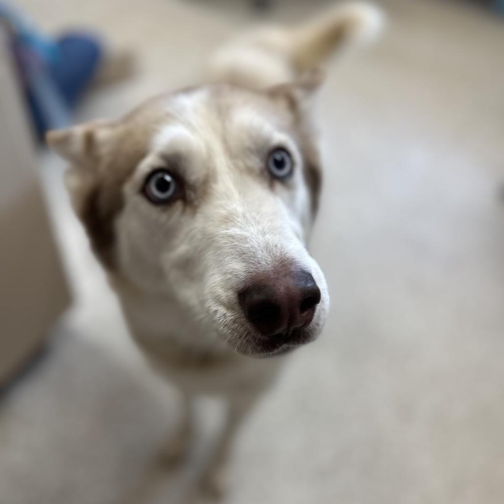 Chailey — thumbnail 3