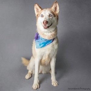 Chailey — thumbnail 4