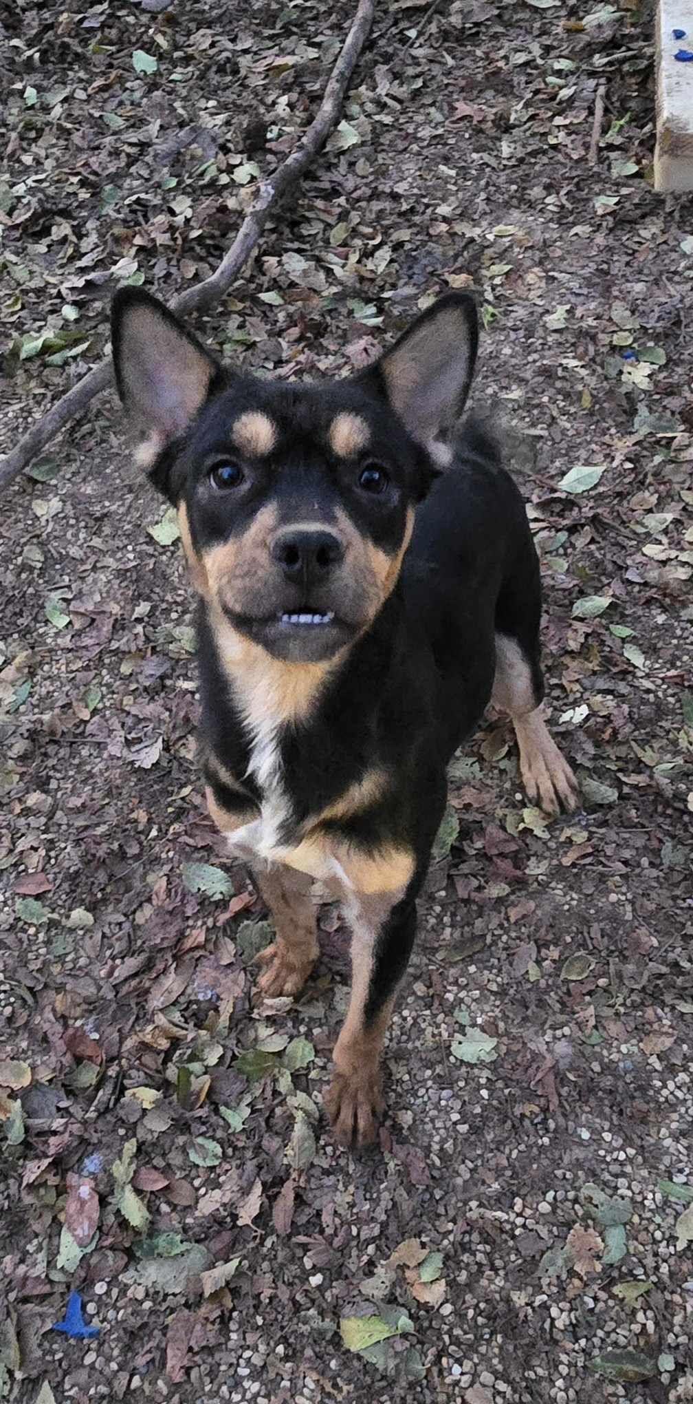 Watson