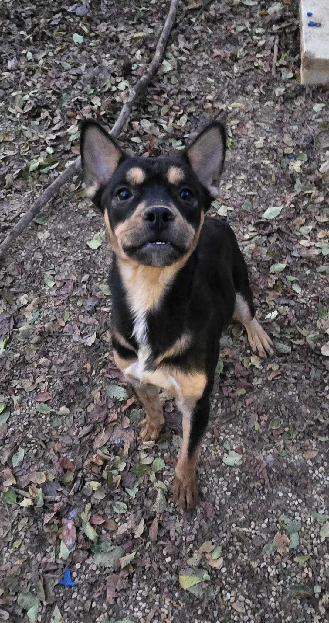 Watson