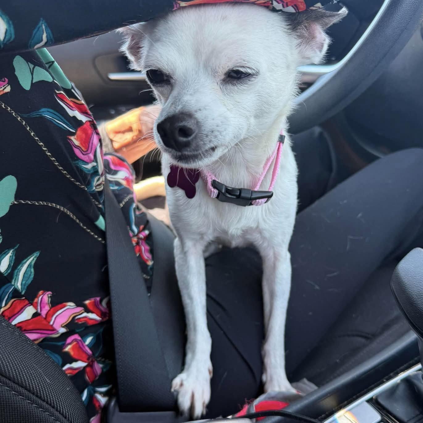 Tess, a Adoptable Chihuahua in Holly Springs, NC image 1/3