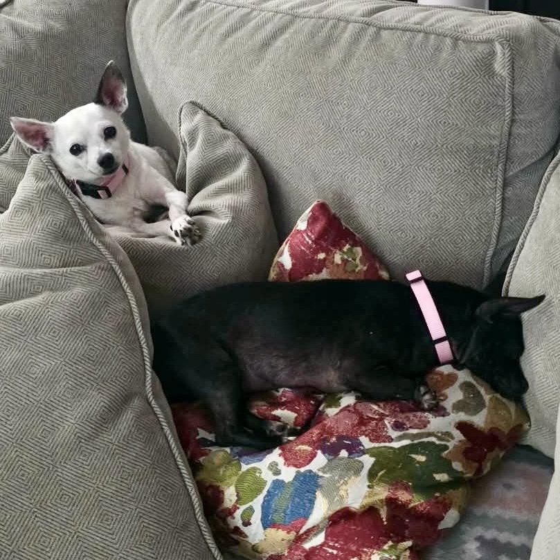 Tess, a Adoptable Chihuahua in Holly Springs, NC image 2/3