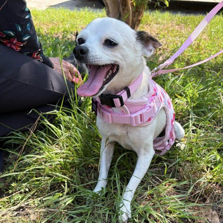 Tess, a Adoptable Chihuahua in Holly Springs, NC image 3/3