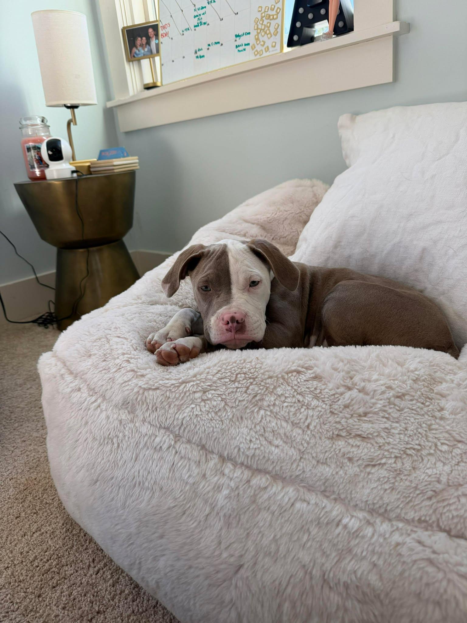 Maui, Adoptable, Puppy Female American Staffordshire Terrier.