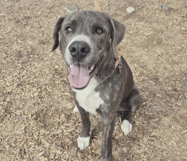 CAMERON, Adoptable, Young Male Labrador Retriever & Mixed Breed.