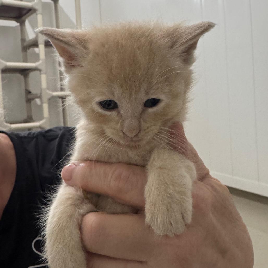 Enlarge Dexter, a Adoptable Domestic Short Hair in Redwood Falls, MN image 1/1