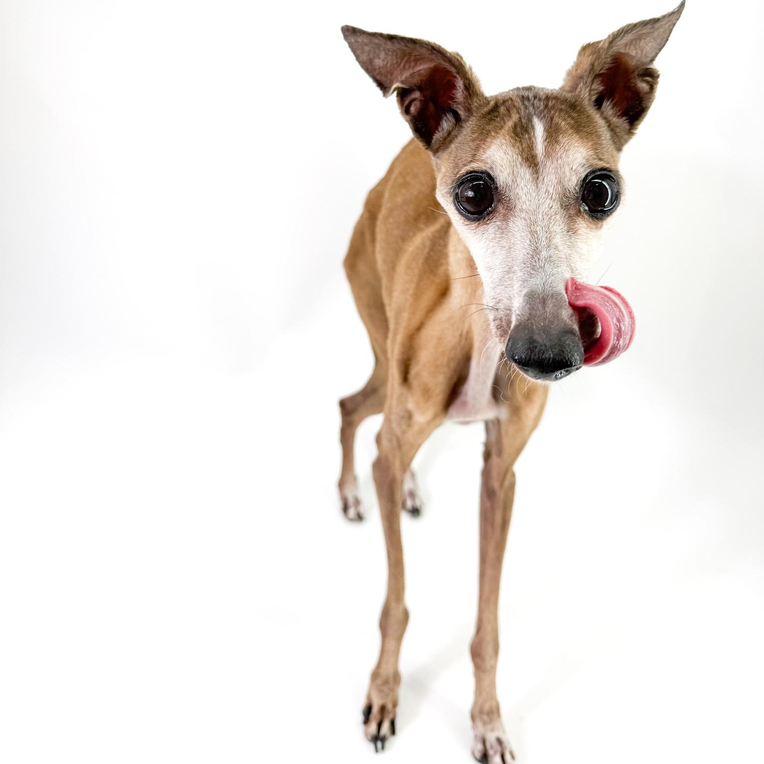 Enlarge Thomas, a Adopted Italian Greyhound in Scottsdale, AZ image 3/4