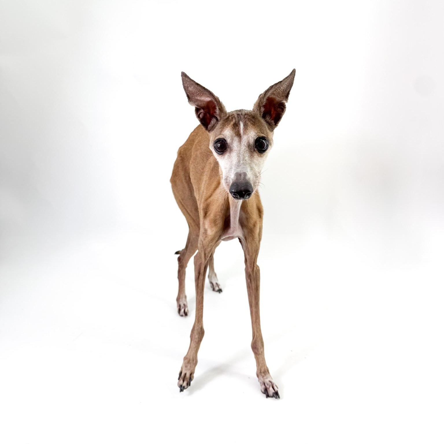 Enlarge Thomas, a Adopted Italian Greyhound in Scottsdale, AZ image 2/4
