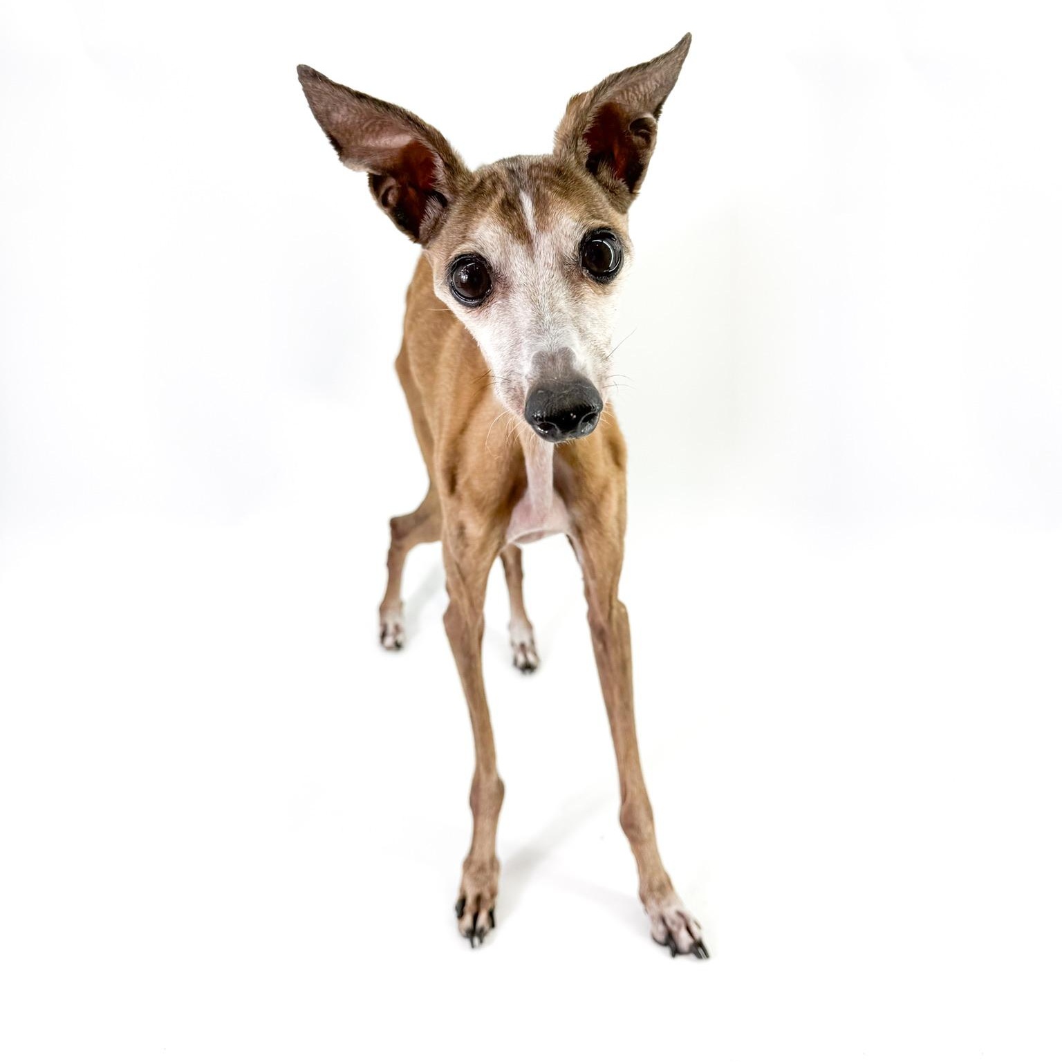 Enlarge Thomas, a Adopted Italian Greyhound in Scottsdale, AZ image 4/4