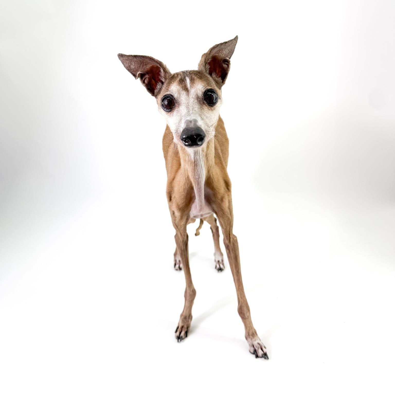 Thomas, Adopted, Senior Male Italian Greyhound.