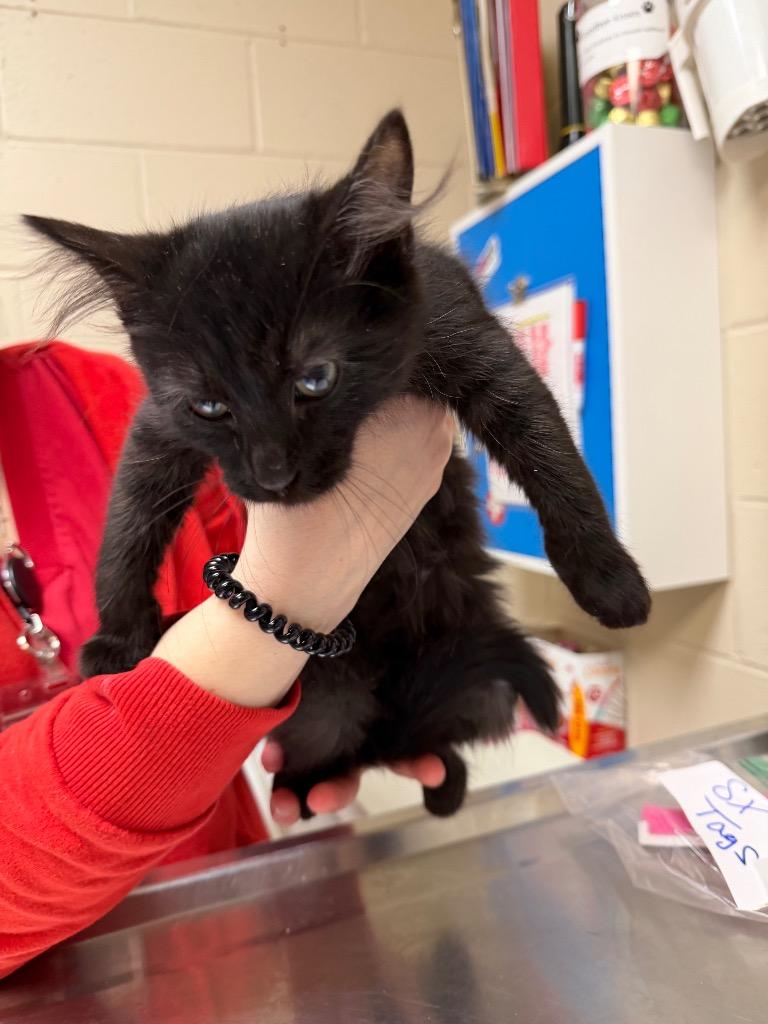 Enlarge GRANNITE, a Adoptable mixed breed in Wintersville, OH image 1/2