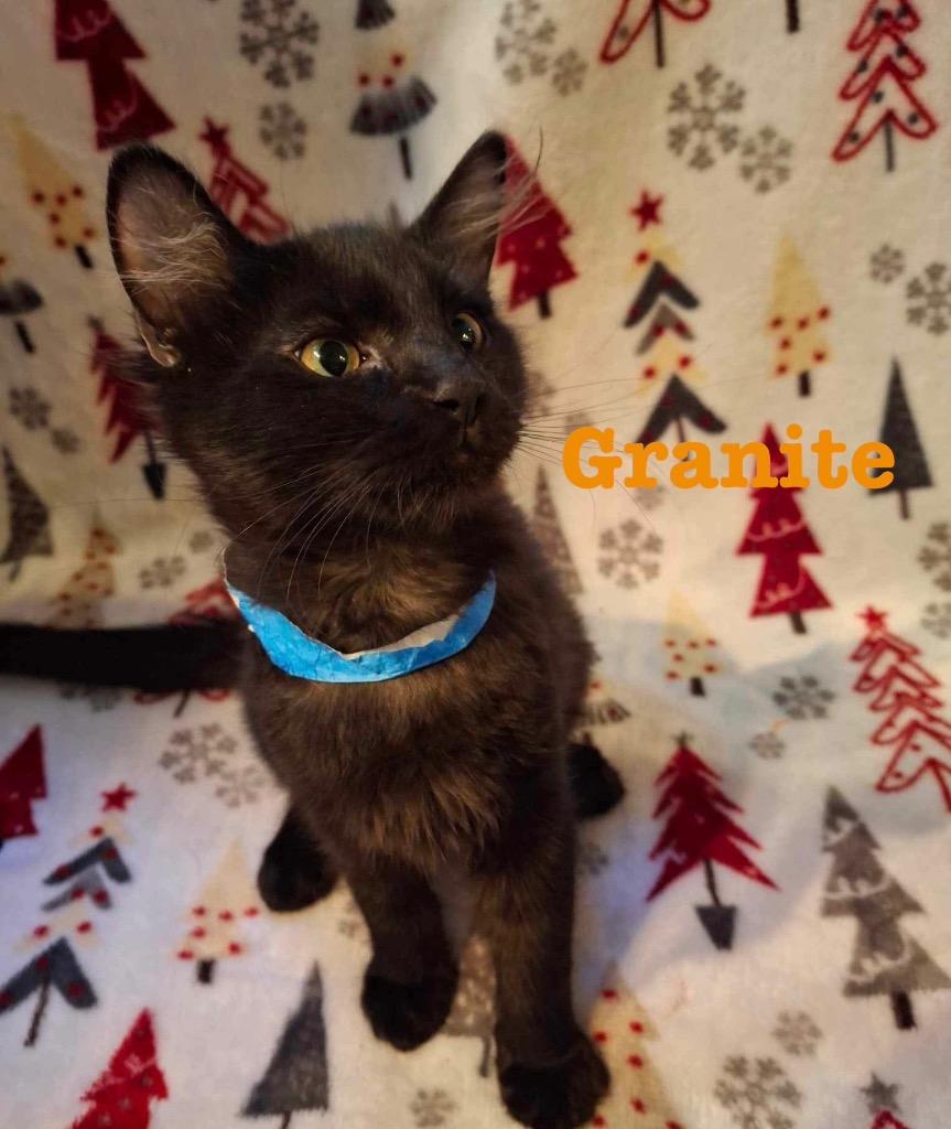 Enlarge GRANNITE, a Adoptable mixed breed in Wintersville, OH image 2/2