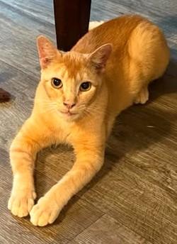 Enlarge Homer, a Adoptable Domestic Short Hair in Charlotte, NC image 1/5