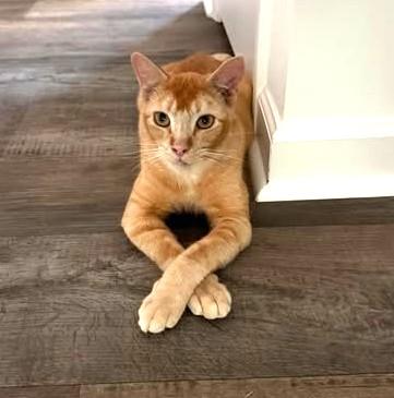 Enlarge Homer, a Adoptable Domestic Short Hair in Charlotte, NC image 2/5