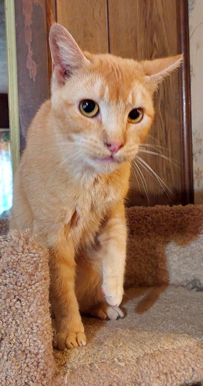 Enlarge Homer, a Adoptable Domestic Short Hair in Charlotte, NC image 3/5