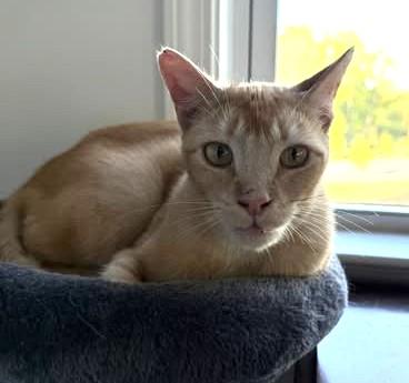 Enlarge Homer, a Adoptable Domestic Short Hair in Charlotte, NC image 4/5