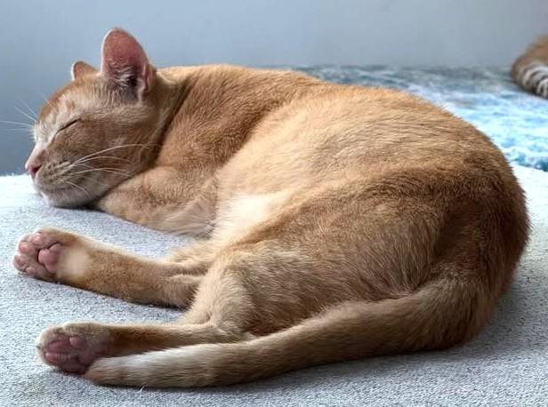 Enlarge Homer, a Adoptable Domestic Short Hair in Charlotte, NC image 5/5