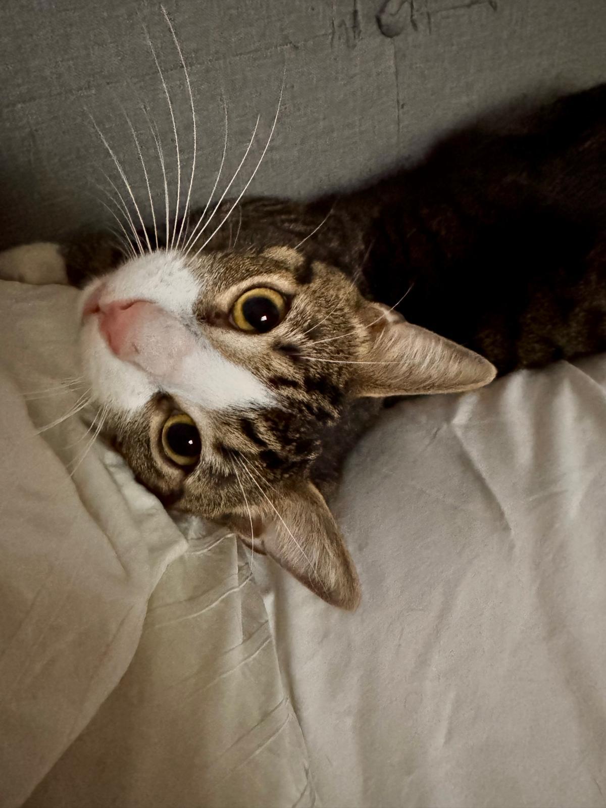 Enlarge Teddy, a ADOPTABLE Domestic Short Hair in New York, NY image 5/5