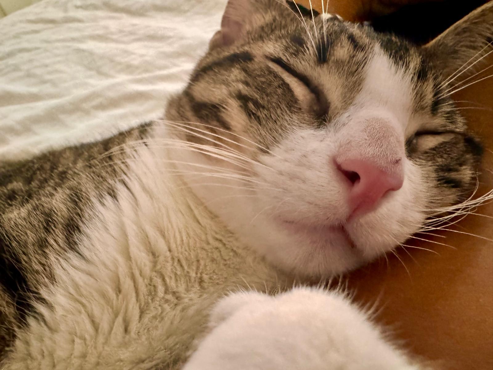 Enlarge Teddy, a ADOPTABLE Domestic Short Hair in New York, NY image 2/5