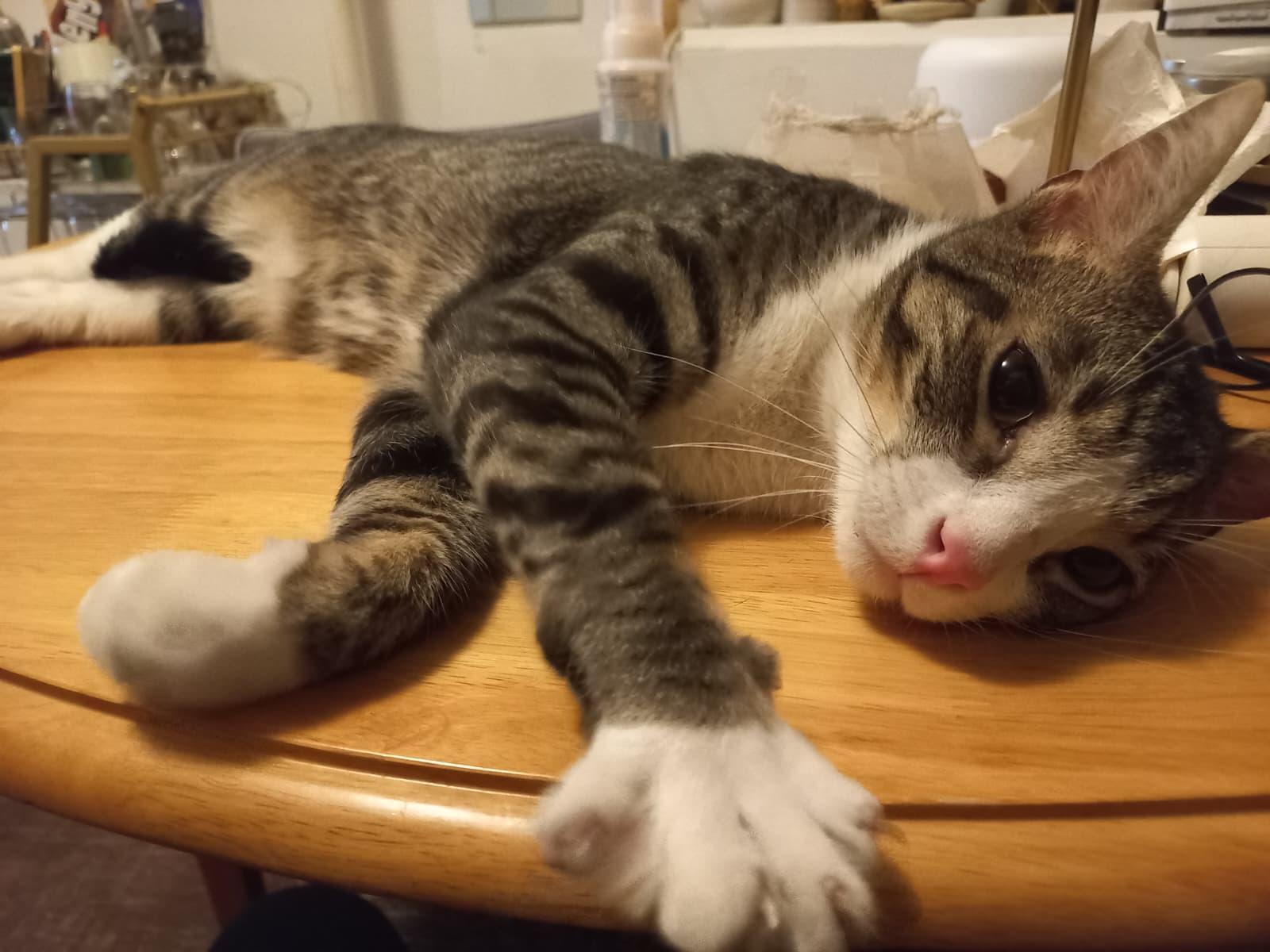 Enlarge Teddy, a ADOPTABLE Domestic Short Hair in New York, NY image 3/5