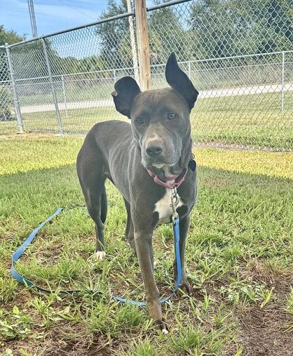 Enlarge Sterling, a Adoptable mixed breed in Vero Beach, FL image 1/2