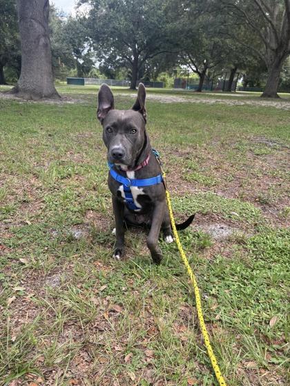 Enlarge Sterling, a Adoptable mixed breed in Vero Beach, FL image 2/2