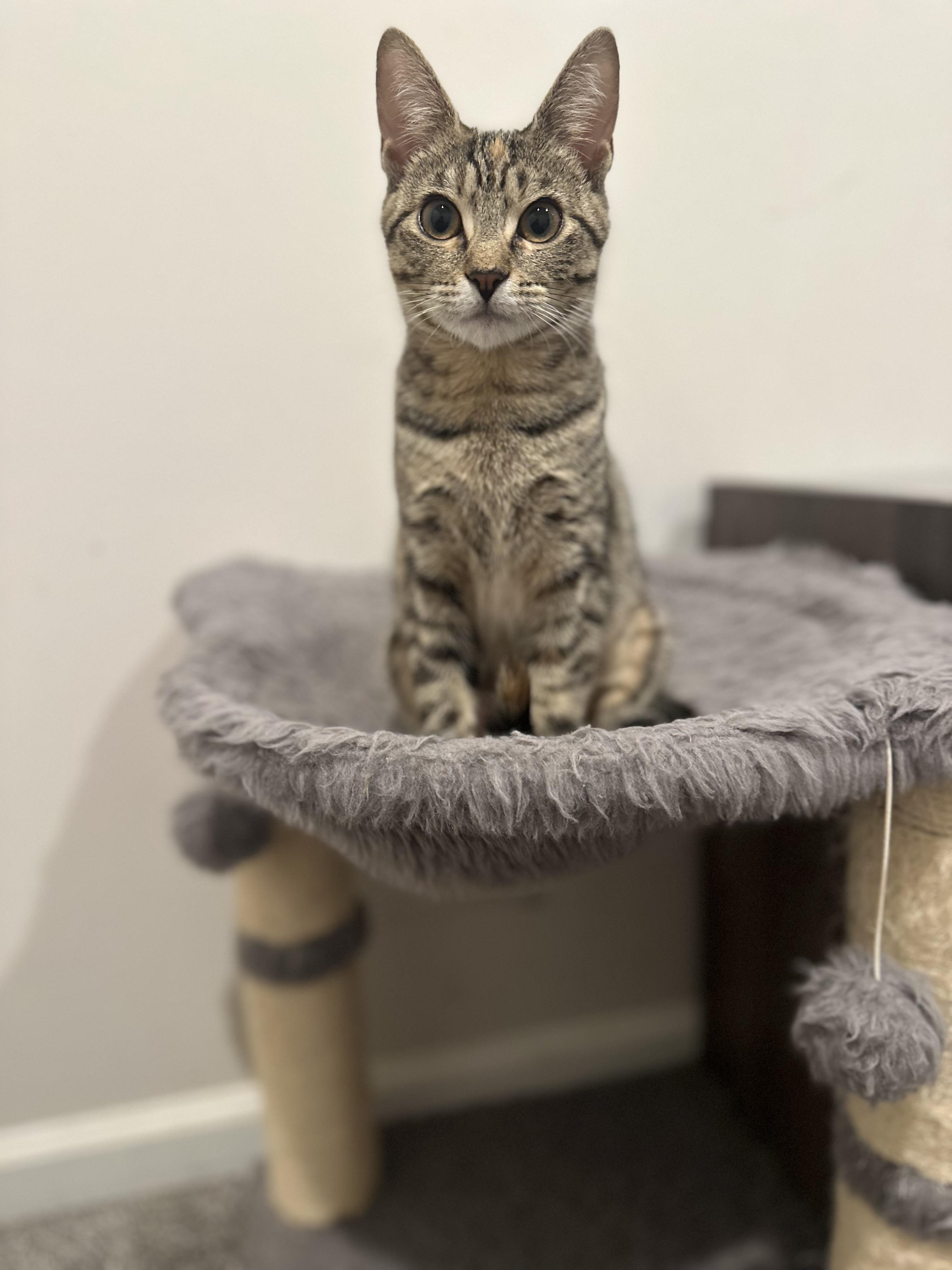 Maple, adopted, Kitten Female Domestic Short Hair.