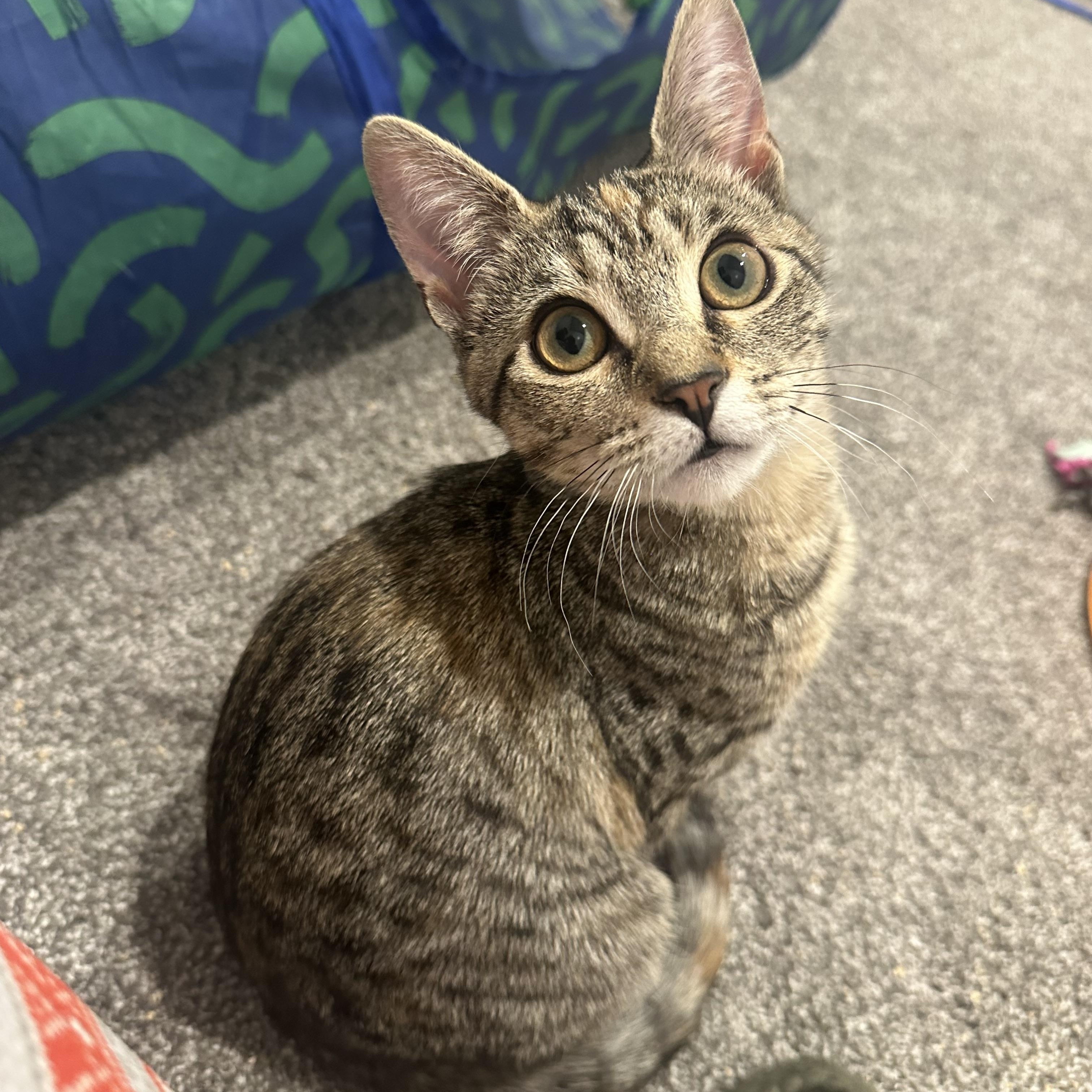 Enlarge Maple, an adopted Domestic Short Hair in Pleasantville, NJ image 2/2