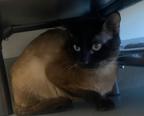 Enlarge Bruce, a ADOPTABLE Siamese in Davis, CA image 3/3