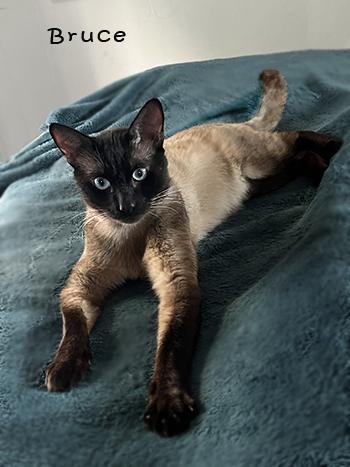 Enlarge Bruce, a ADOPTABLE Siamese in Davis, CA image 2/3