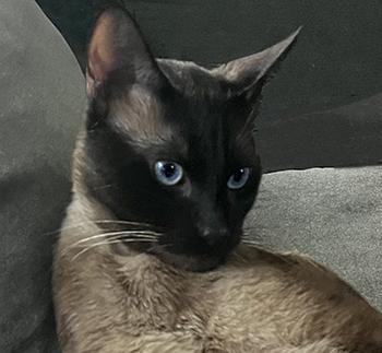 Enlarge Bruce, a ADOPTABLE Siamese in Davis, CA image 1/3