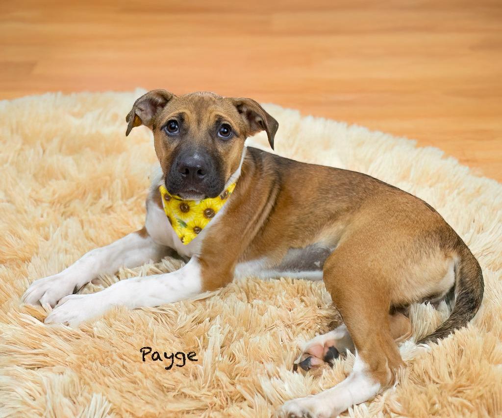 Payge, a Adoptable mixed breed in Hot Springs Village, AR image 1/3