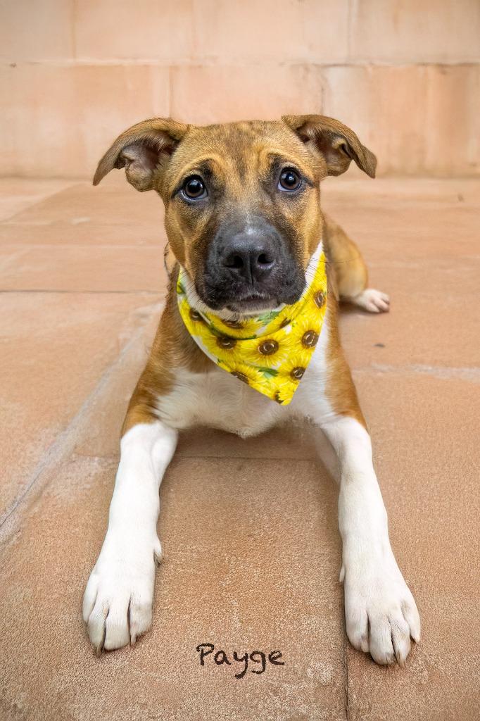 Payge, a Adoptable mixed breed in Hot Springs Village, AR image 2/3