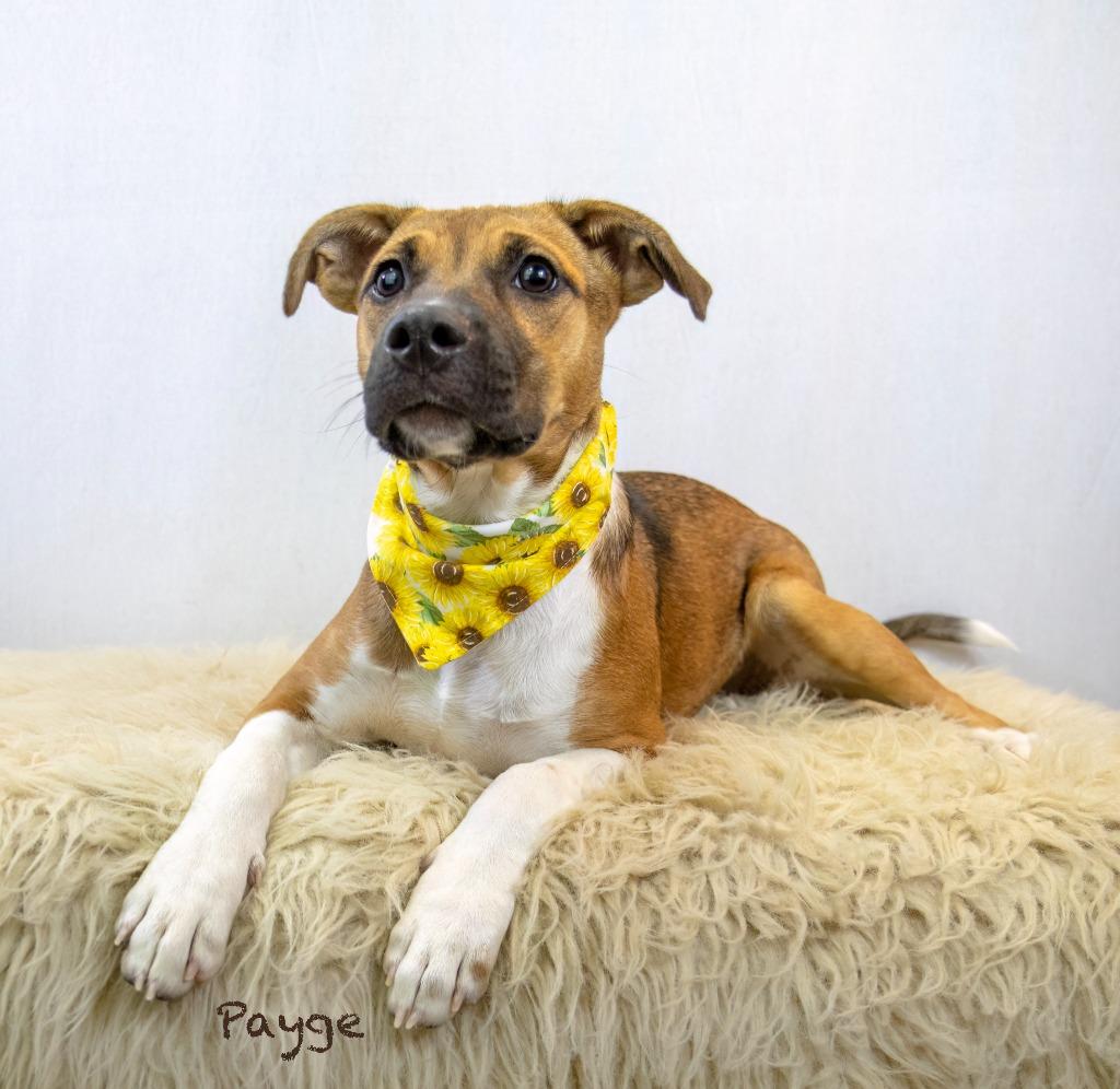 Payge, a Adoptable mixed breed in Hot Springs Village, AR image 3/3