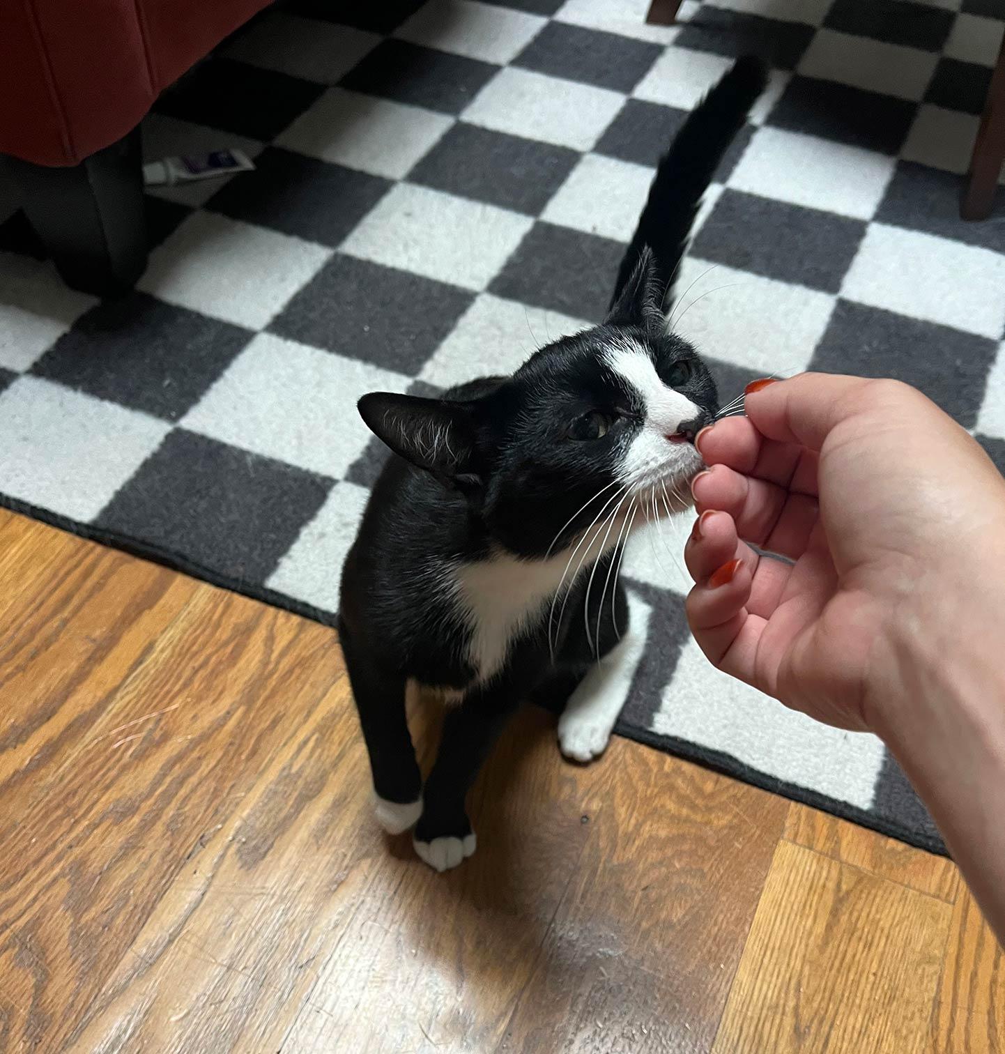 Enlarge Baritone, a Adoptable Domestic Short Hair in Brooklyn, NY image 2/4