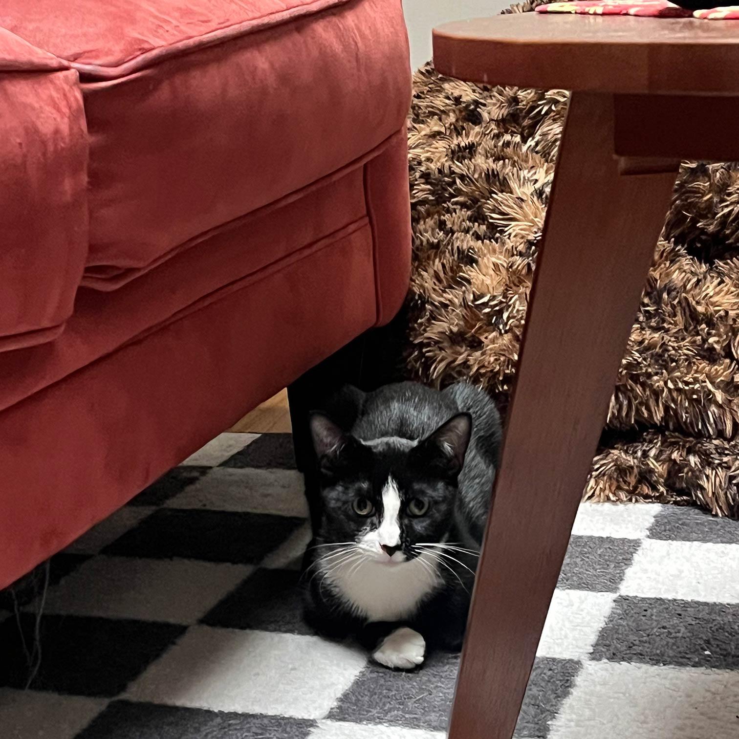 Enlarge Baritone, a Adoptable Domestic Short Hair in Brooklyn, NY image 3/4