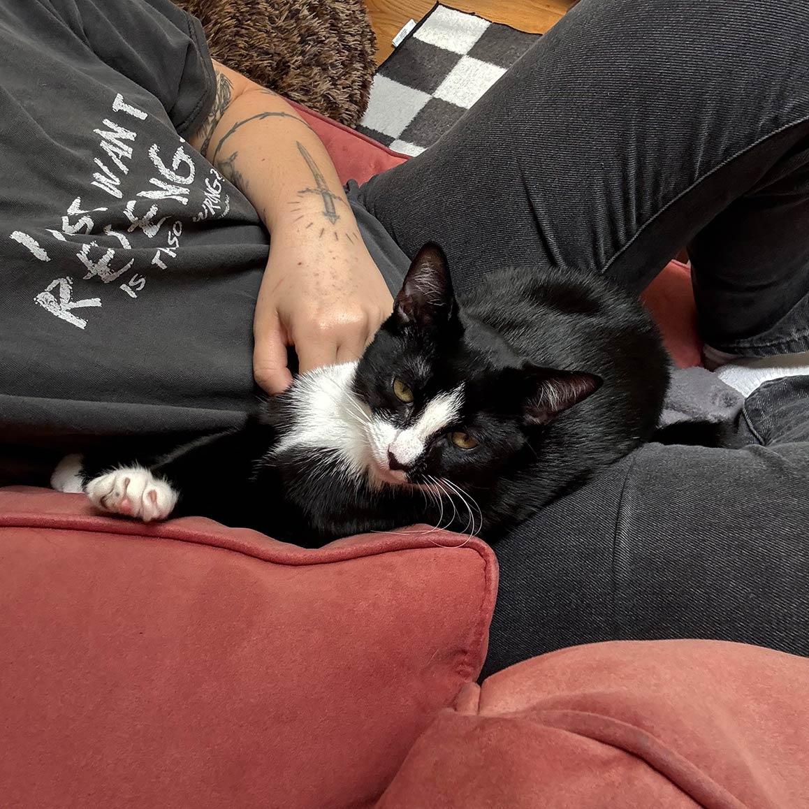 Enlarge Baritone, a Adoptable Domestic Short Hair in Brooklyn, NY image 4/4