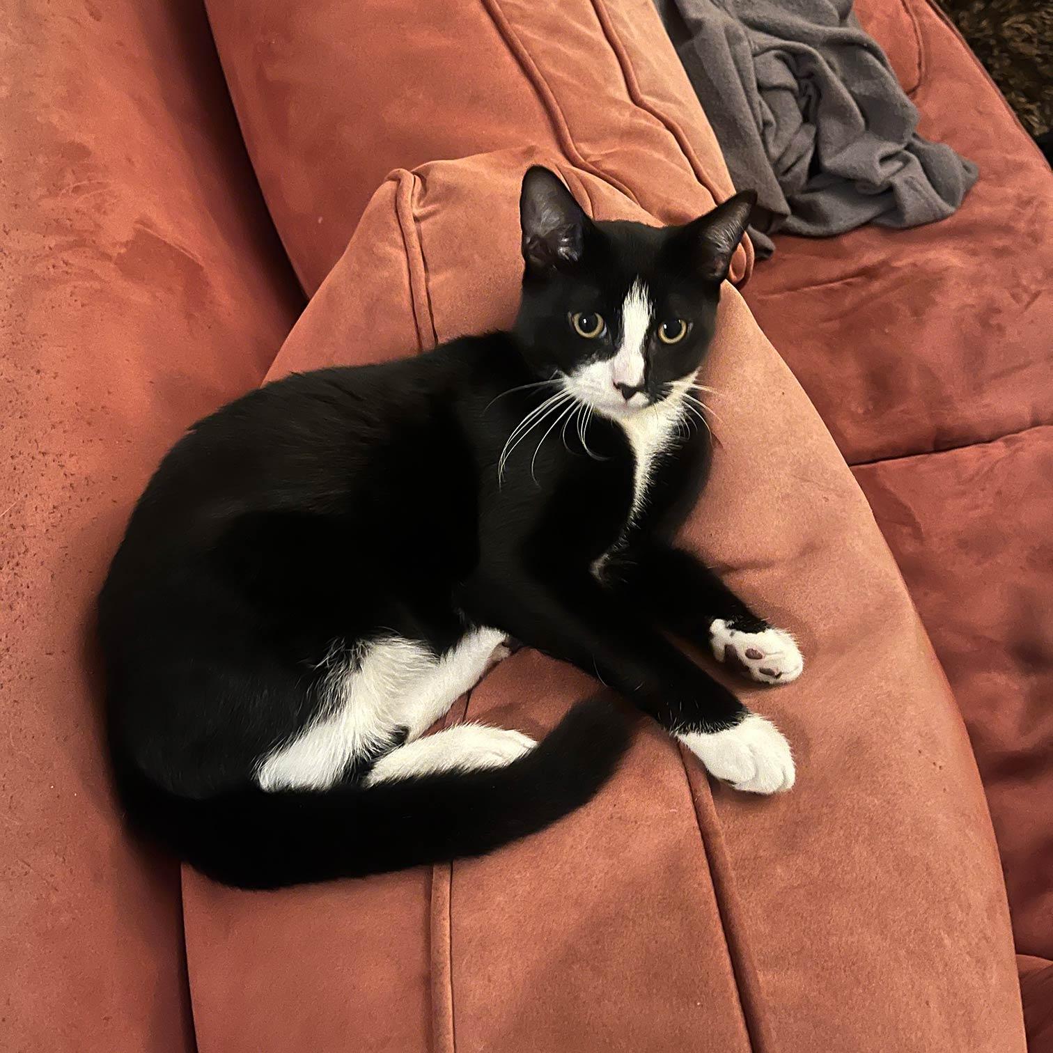 Baritone, Adoptable, Young Male Domestic Short Hair.