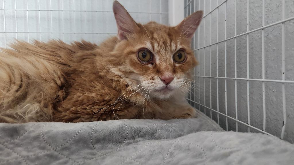 Oliver, Adoptable, Senior Male Domestic Long Hair.