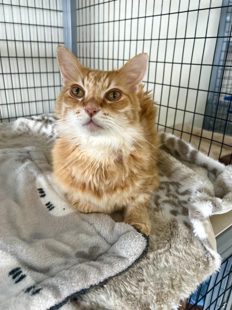 Oliver, a Adoptable mixed breed in Brookings, OR image 2/2