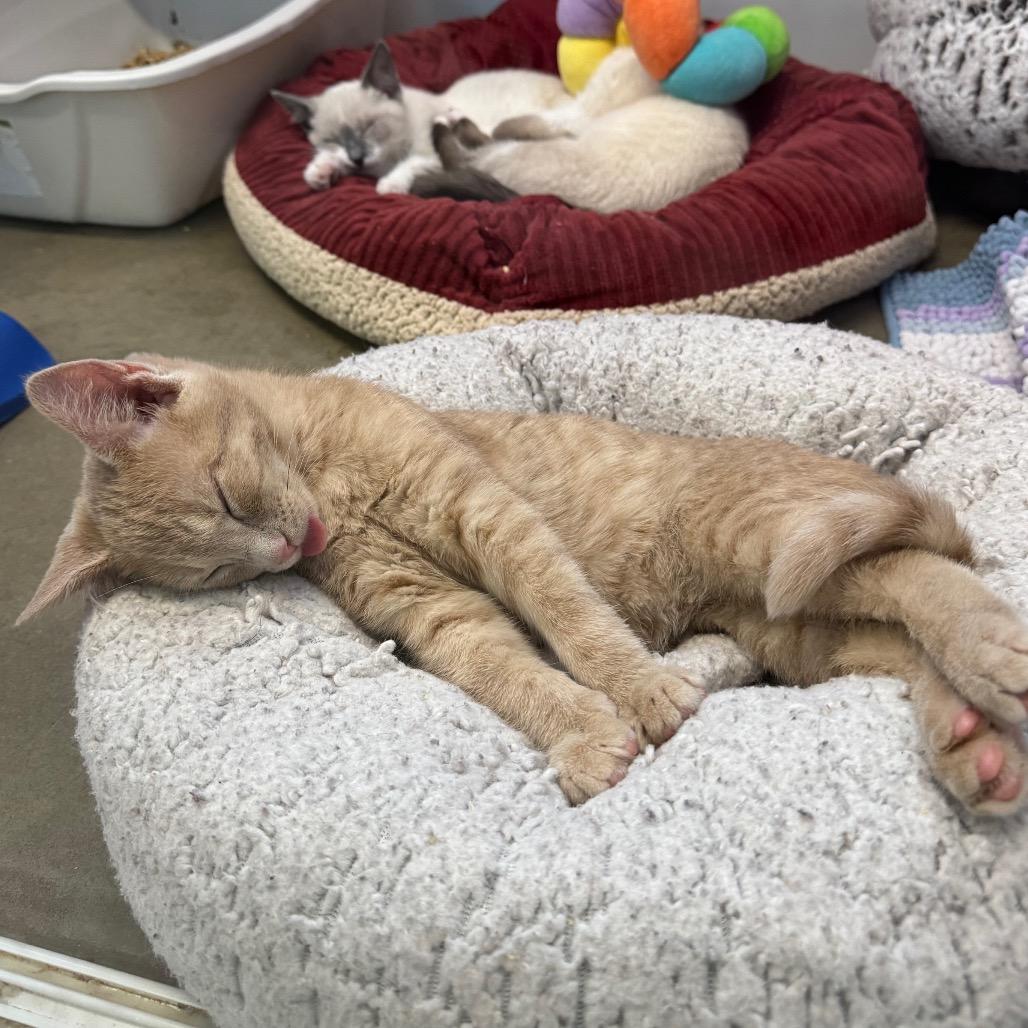 Sarge Lime, Adoptable, Kitten Male Domestic Short Hair.