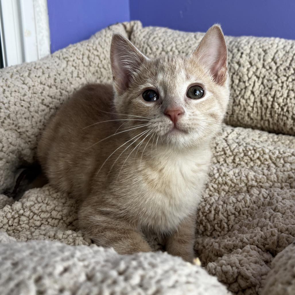 Enlarge Sarge Lime, a Adoptable Domestic Short Hair in Mankato, MN image 2/3