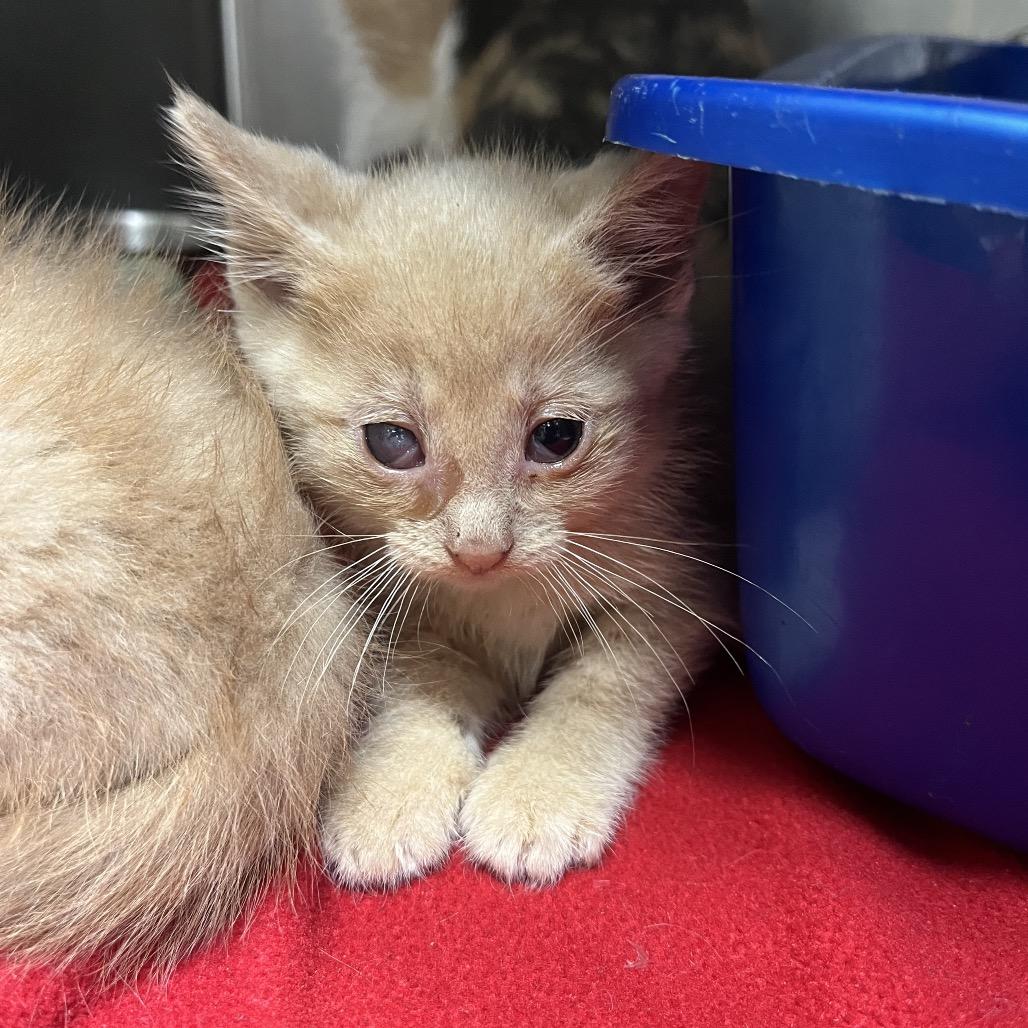 Enlarge Sarge Lime, a Adoptable Domestic Short Hair in Mankato, MN image 3/3