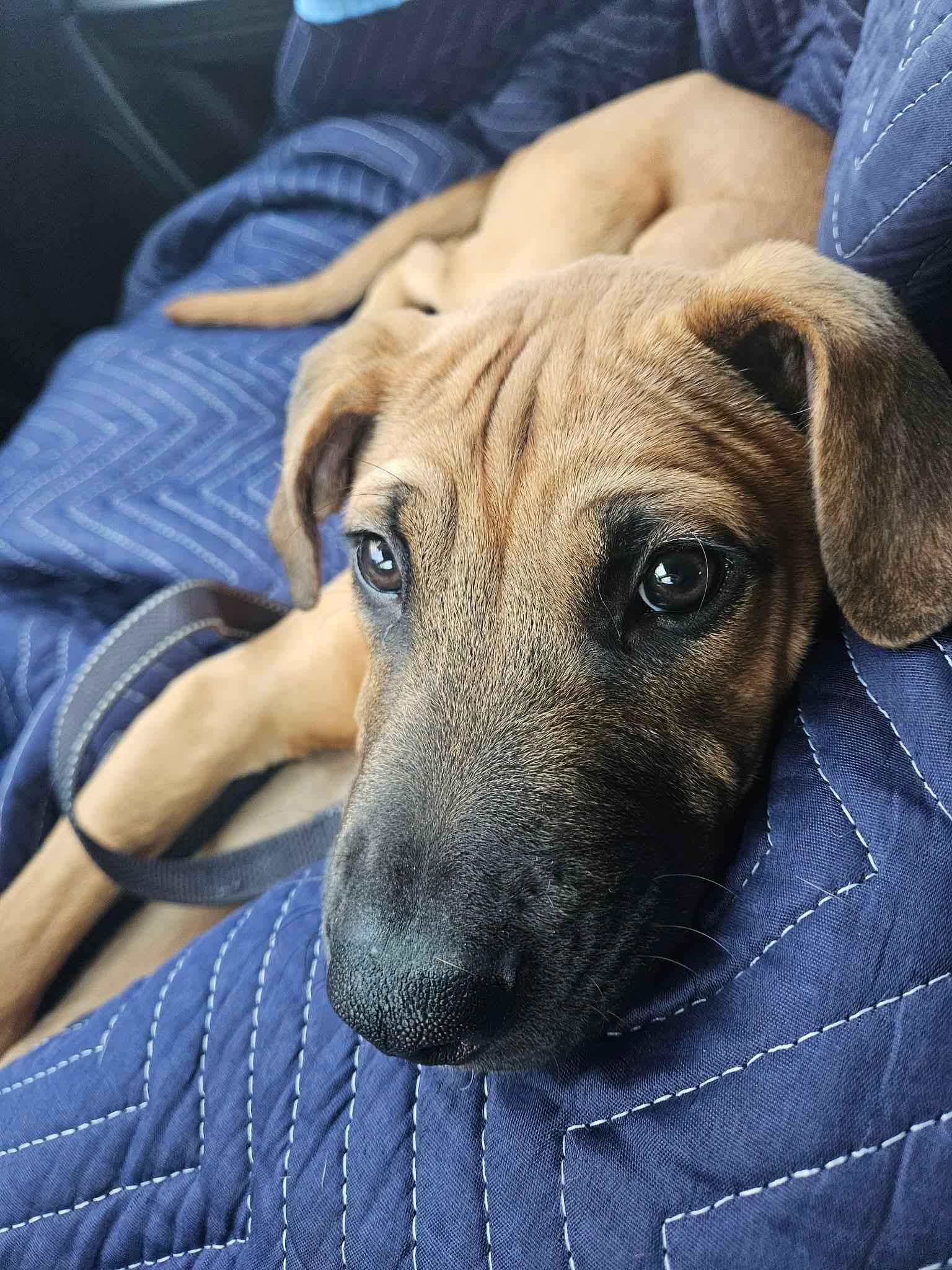 Scooby, ADOPTABLE, Puppy Male Mixed Breed.