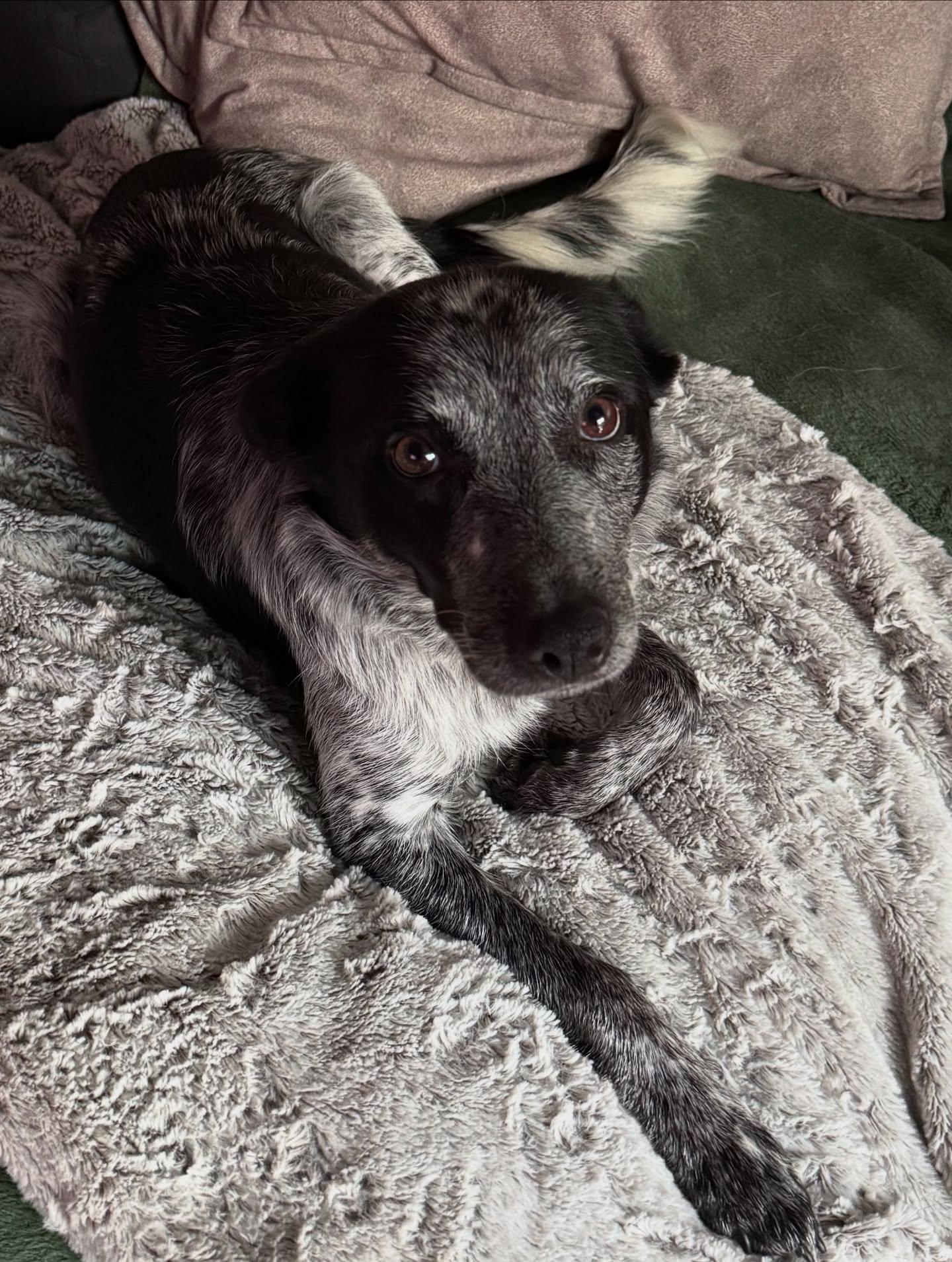 Enlarge Camilla (Available through South Side Flats Animal Hospital), an adopted Australian Cattle Dog / Blue Heeler in Pittsburgh, PA image 1/1