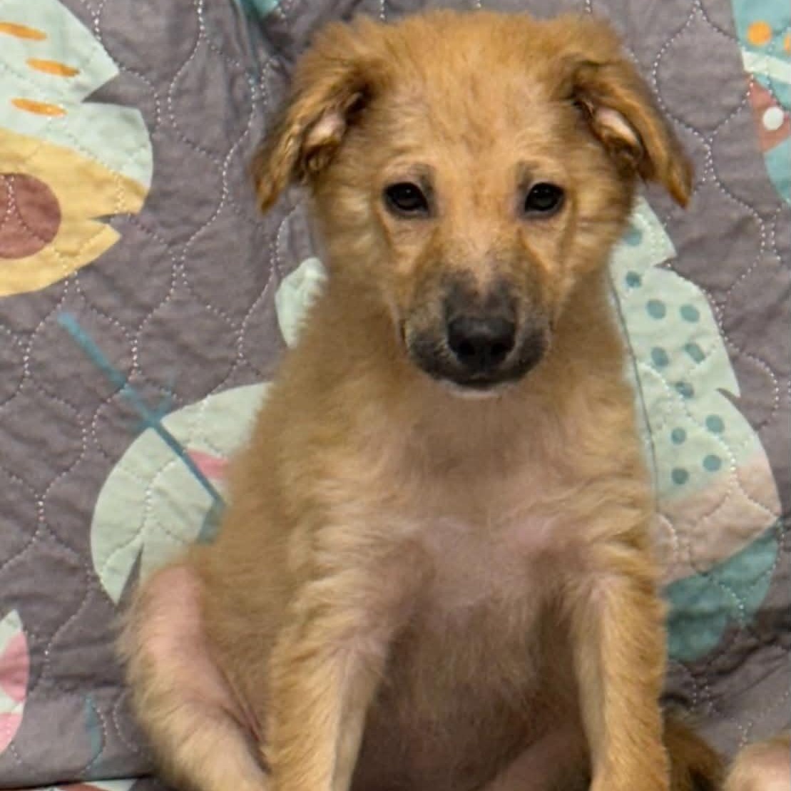 Enlarge Chupey, an adopted mixed breed in Sunderland, MD image 1/3