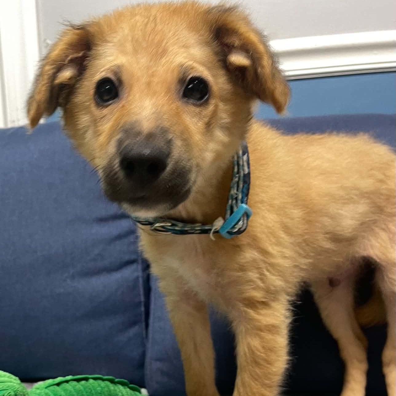 Enlarge Chupey, an adopted mixed breed in Sunderland, MD image 2/3